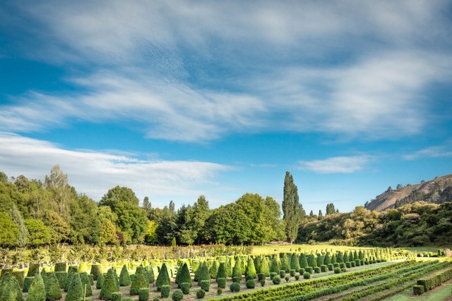 instant effect | Luxury Topiary, Hedging