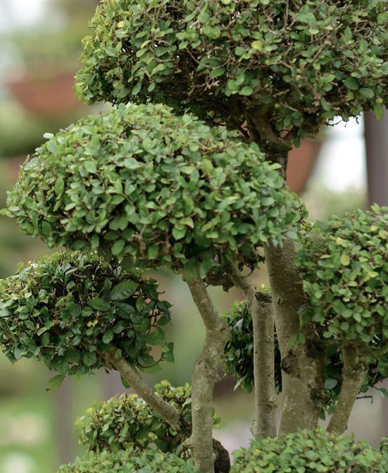 instant effect | Luxury Topiary, Hedging