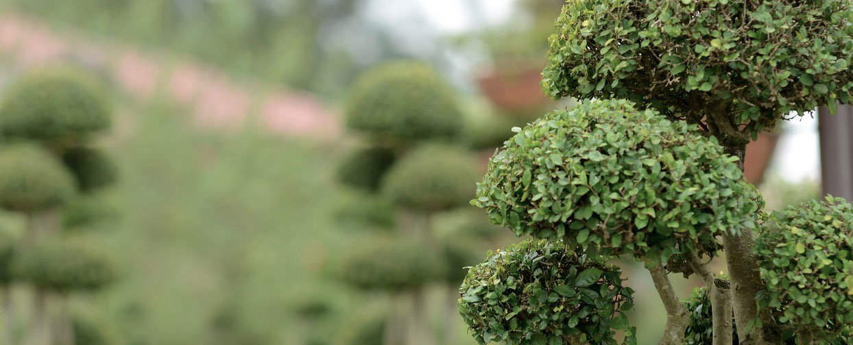 instant effect | Luxury Topiary, Hedging