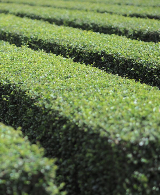 instant effect | Luxury Topiary, Hedging