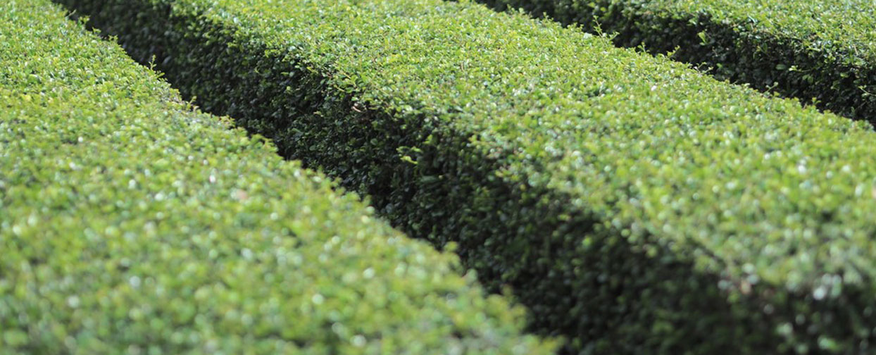 instant effect | Luxury Topiary, Hedging