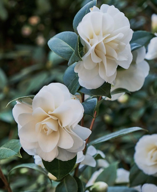 instant effect | Luxury Topiary, Hedging