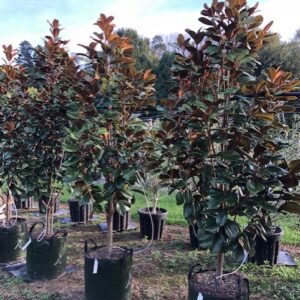 Magnolia Teddy Bear tree – compact evergreen with glossy dark green rounded leaves and fuzzy bronze undersides, large creamy white fragrant flowers