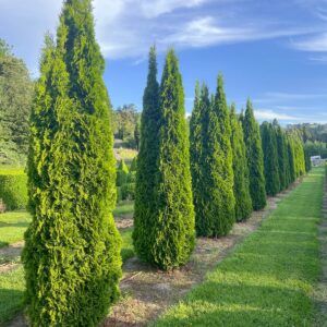 Thuja Smaragd (Thuja occidentalis 'Smaragd') – narrow columnar emerald cedar with dense glossy bright green foliage for hedging and screens