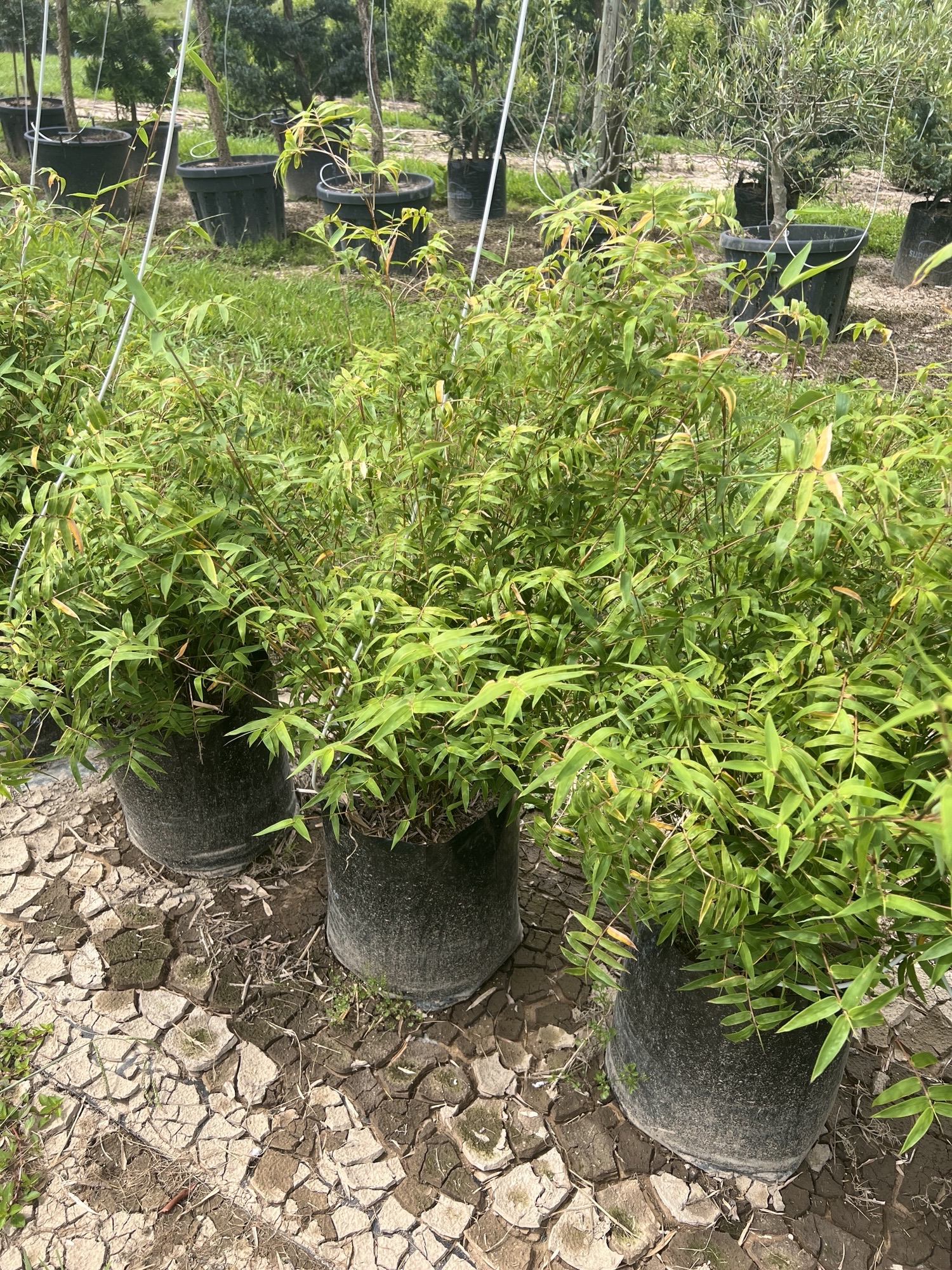 Bamboo Wang Tsai PB40 2