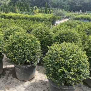 40cm Ilex Little Caesar topiary ball – dense small glossy green leaves on compact Japanese holly, perfect sphere for decorative planting or pots.