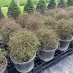 35cm Muehlenbeckia astonii topiary ball – shrubby tororaro with dense wiry branches and tiny heart-shaped green leaves