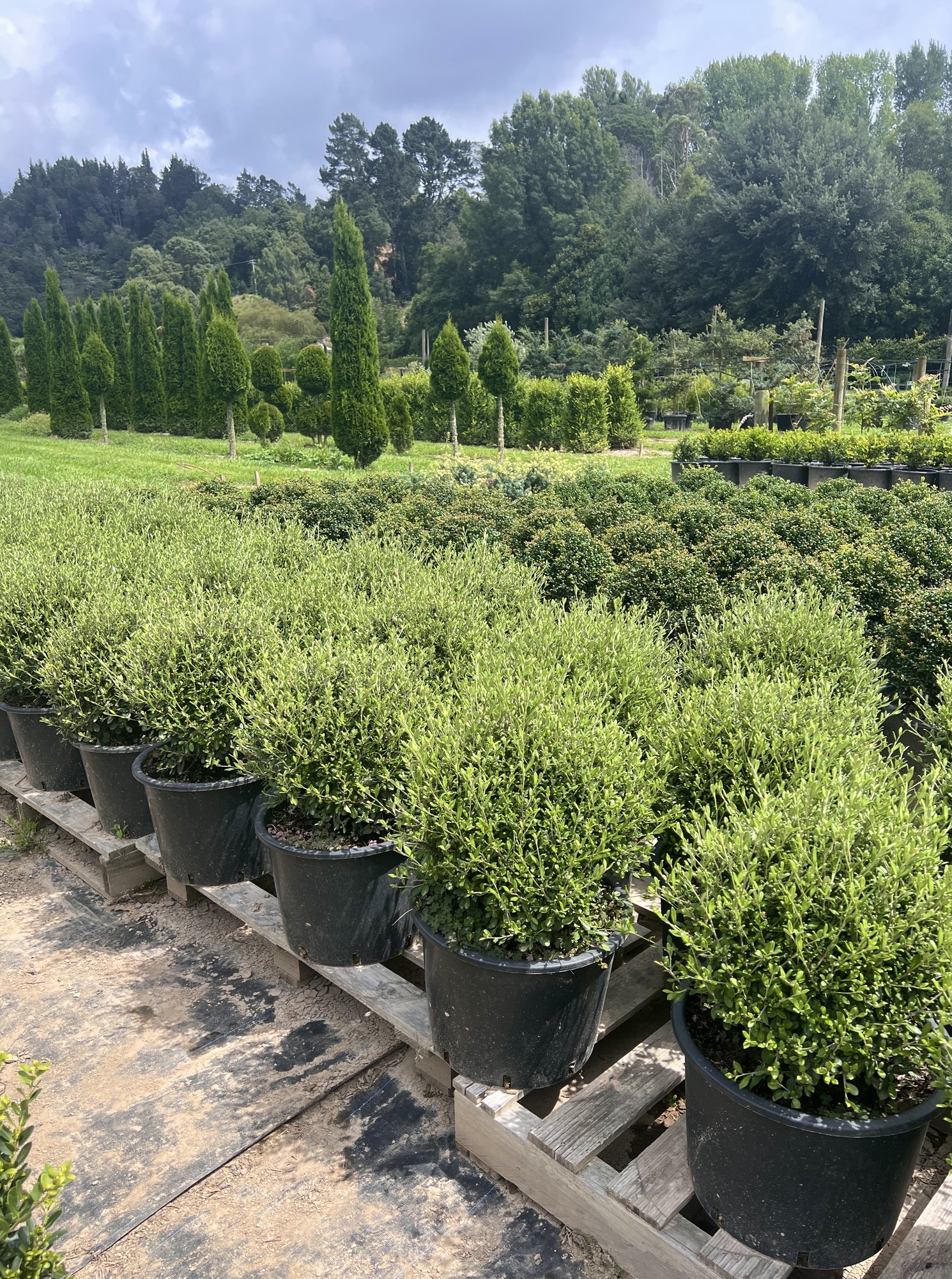 Corokia Clover Balls 20L 3