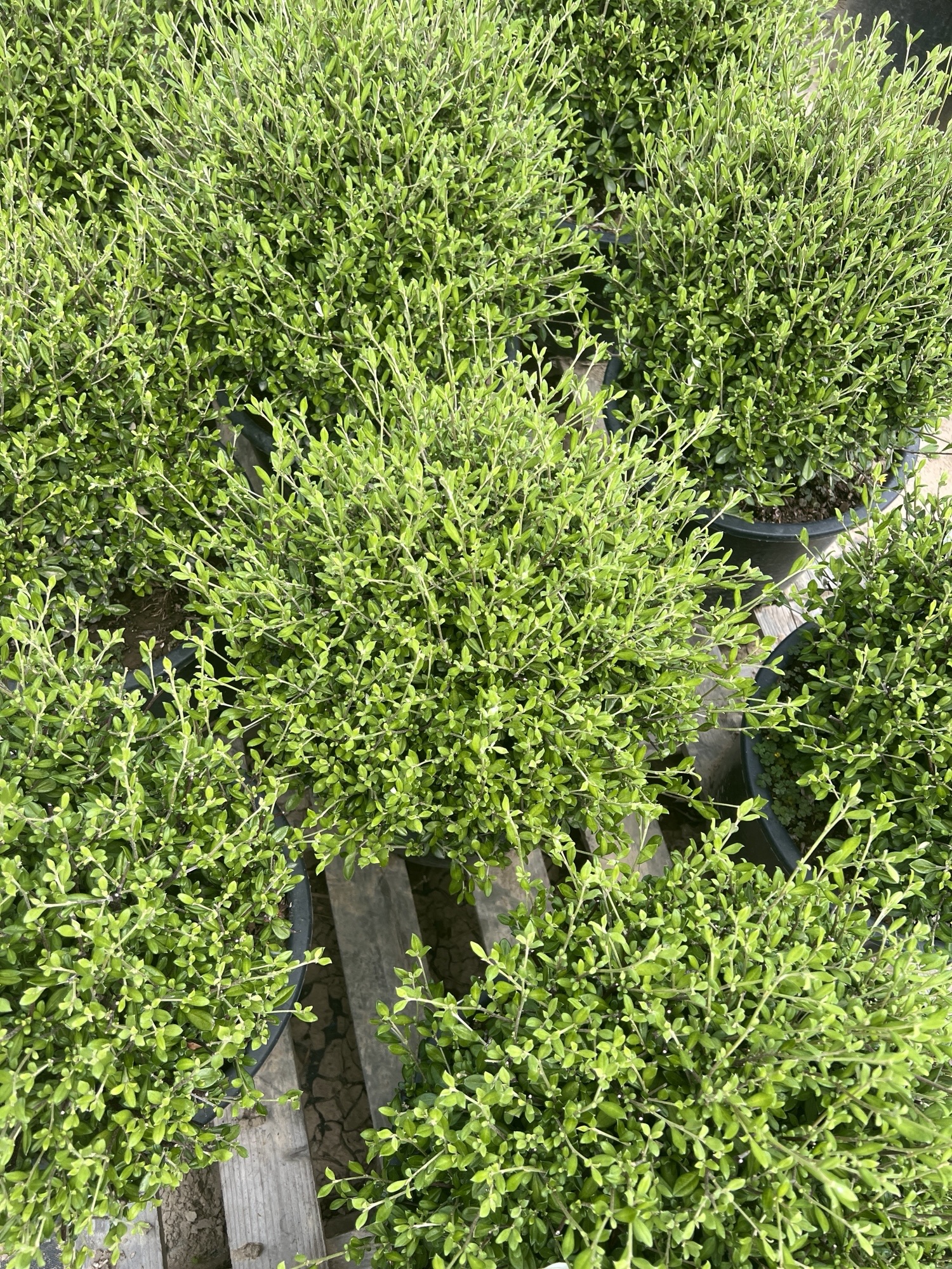 Corokia Clover Balls 20L 4