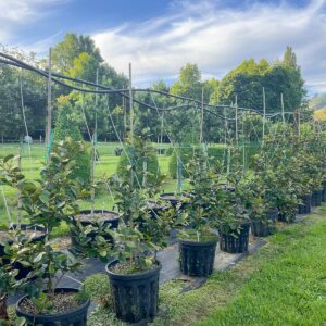 1m tall Michelia Gracipes in 25L pot – compact evergreen shrub with glossy dark green foliage and fragrant creamy-white spring flowers