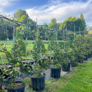 1m tall Michelia Gracipes in 25L pot – compact evergreen shrub with glossy dark green foliage and fragrant creamy-white spring flowers