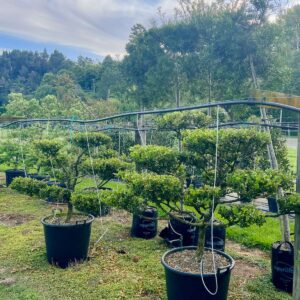 1.3m tall Buxus microphylla cloud pruned topiary tree – Japanese boxwood with dense glossy dark green leaves sculpted into soft cloud-like pads