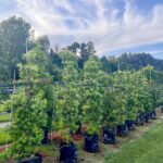 2.2m tall Podocarpus Maki tree – dense glossy deep green foliage on upright columnar shrubby yew pine for screening and gardens