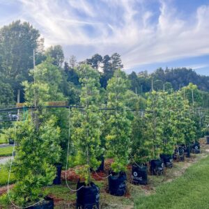 2.2m tall Podocarpus Maki tree – dense glossy deep green foliage on upright columnar shrubby yew pine for screening and gardens