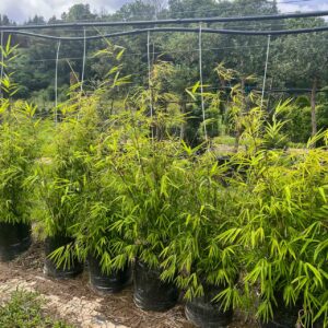 Fairy Bamboo (Bambusa gracilis) – graceful clumping bamboo with slender arching canes and fine bright green feathery leaves