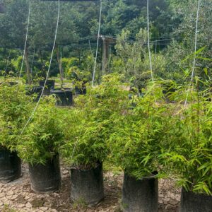 Bambusa multiplex 'Wang Tsai' – graceful clumping hedge bamboo with slender arching green canes and dense dark green foliage