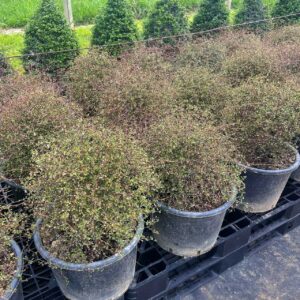 Muehlenbeckia astonii topiary ball – shrubby tororaro with dense wiry zig-zag branches and small heart-shaped bright green leaves