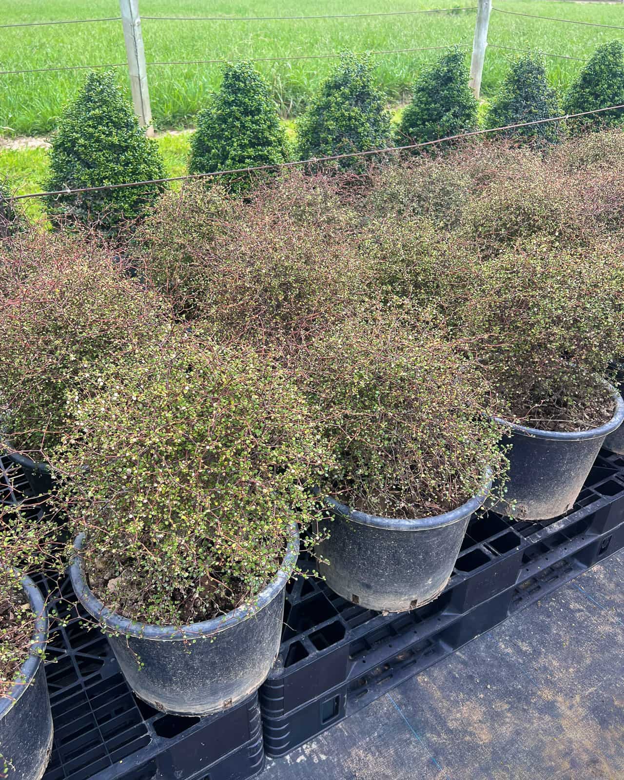 Muehlenbeckia astonii topiary ball – shrubby tororaro with dense wiry zig-zag branches and small heart-shaped bright green leaves