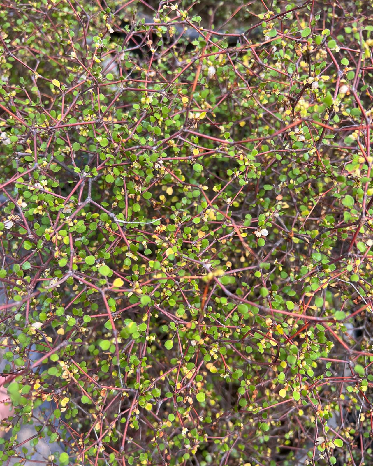 IMG_2061 2 Close-up of Muehlenbeckia astonii topiary sphere – New Zealand native shrubby tororaro with zig-zag wire stems and lime-green tiny heart shaped foliage