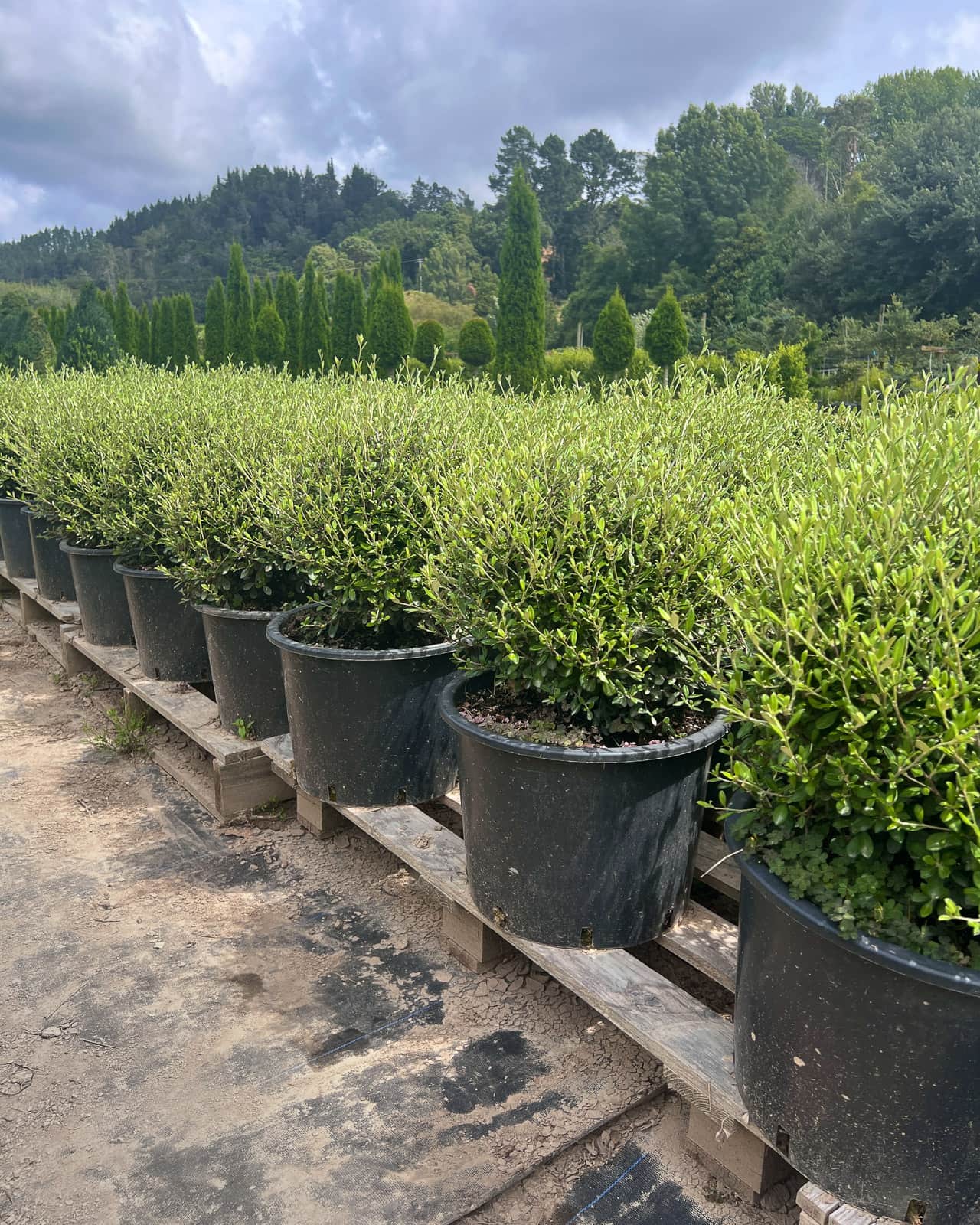 IMG_2069 2 Corokia 'Clover' shaped into 40cm topiary balls. A popular, compact New Zealand native evergreen shrub.