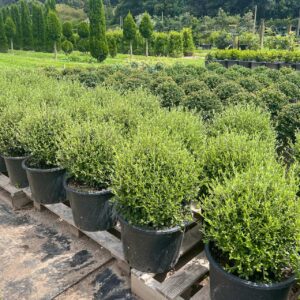 "Corokia Clover topiary ball – compact NZ native with dense grey-green foliage and intricate zig-zag branches on wire netting bush
