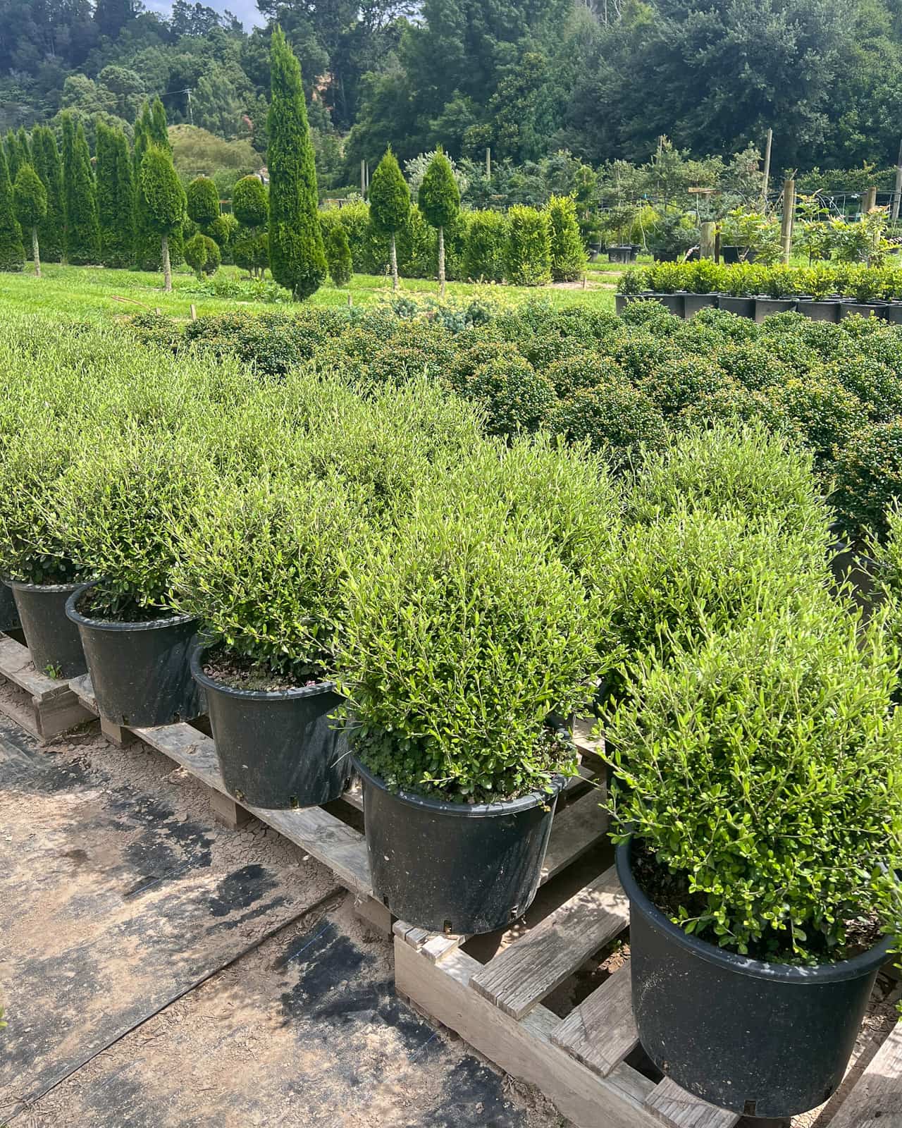 "Corokia Clover topiary ball – compact NZ native with dense grey-green foliage and intricate zig-zag branches on wire netting bush