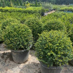 40cm Ilex Little Caesar topiary ball – dense small glossy green leaves on compact Japanese holly, perfect sphere for decorative planting or pots.