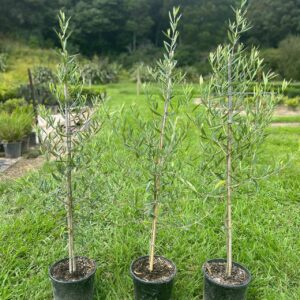 Olive El Greco (Olea europaea 'El Greco') – compact dense evergreen olive tree with silvery-grey foliage for hedging and containers