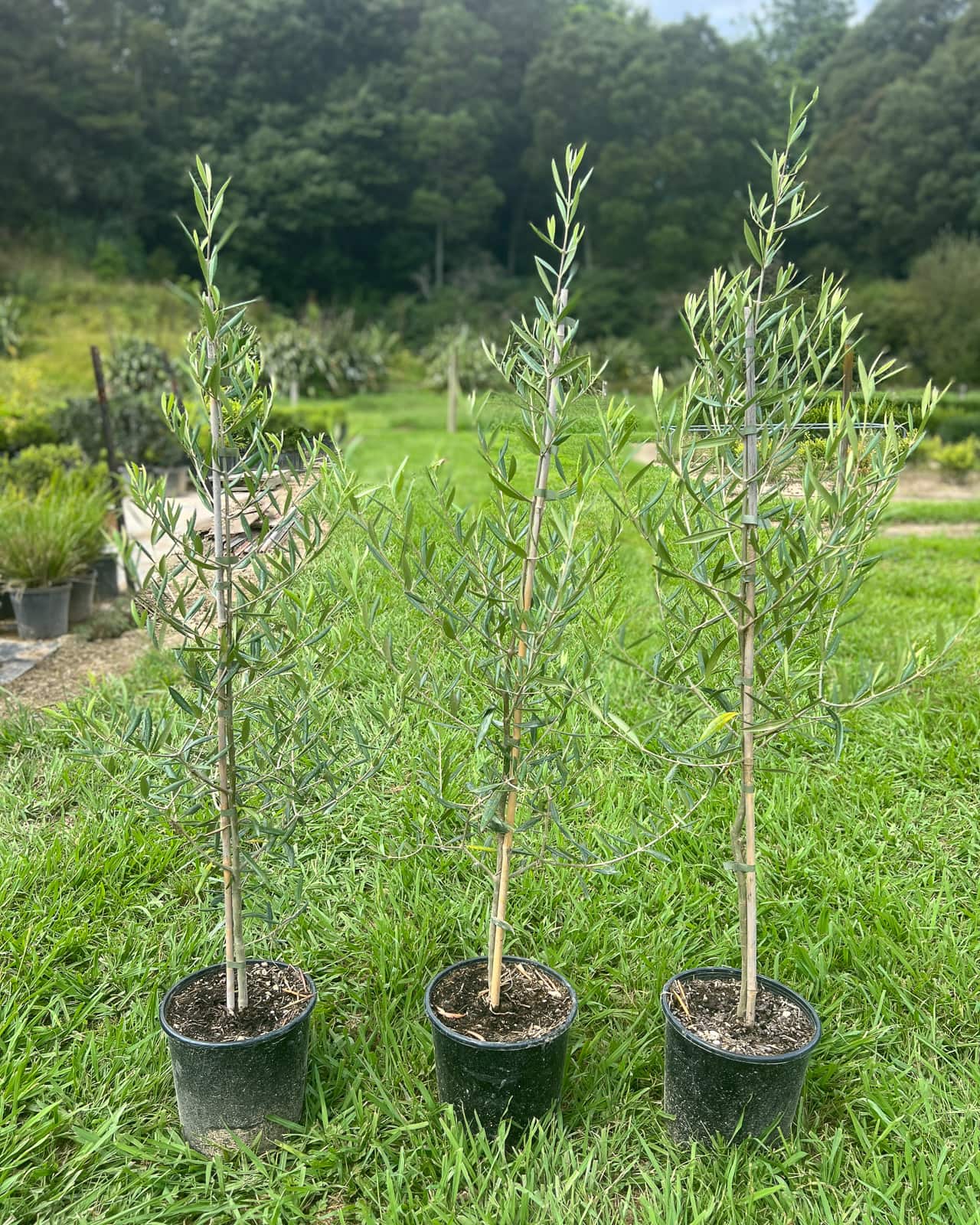 Olive El Greco (Olea europaea 'El Greco') – compact dense evergreen olive tree with silvery-grey foliage for hedging and containers