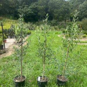 Olive El Greco (Olea europaea 'El Greco') – compact dense evergreen olive tree with silvery-grey foliage for hedging and containers