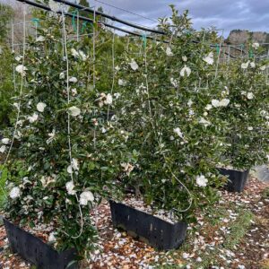 Camellia Early Pearly trained on slim panel – espaliered sasanqua with glossy dark green foliage and profuse pure white double blooms for fence lines and privacy screening