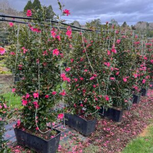 Camellia Hiryu trained on slim panel for privacy screening – covered in semi-double bright fuchsia blooms with gold stamens and dark green foliage