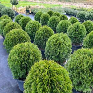 Thuja Smaragd Emerald Cedar topiary ball – dense bright green conifer clipped into neat sphere for New Zealand formal gardens