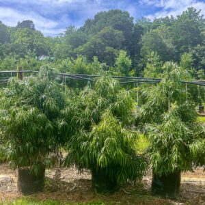 Podocarpus henkelii tree – Henkel's Yellowwood with glossy dark green drooping leaves and neat pyramidal shape