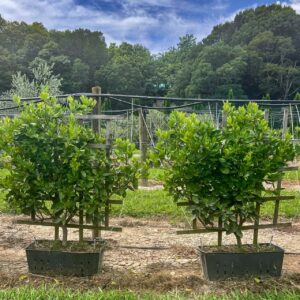 Tahitian Lime trained on 1m slim panel – espaliered citrus with glossy dark green foliage, fragrant flowers and juicy seedless limes for privacy screens