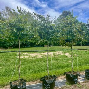 Large pleached European Hornbeam (Carpinus betulus) – mature trees with dense green foliage trained on clear stems for instant screening and formal gardens