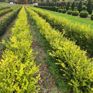 Japanese box (Buxus microphylla) instant hedge planted per meter for formal garden design