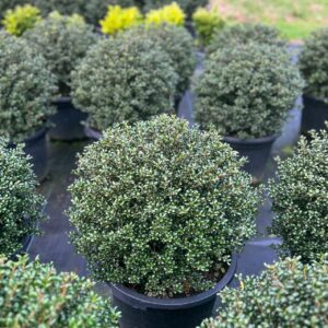 Ilex Little Caesar 40cm topiary ball – dense prickle-free holly with small glossy leaves, perfect for New Zealand formal gardens and patios
