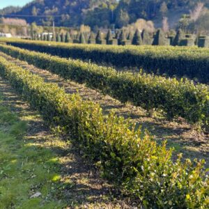 Buxus Green Gem instant hedge sold per metre with dense compact foliage for formal garden borders