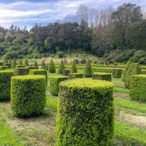 2 metre tall extra large Buxus sempervirens cylinder topiary – dense glossy dark green English box with perfectly clipped cylindrical shape