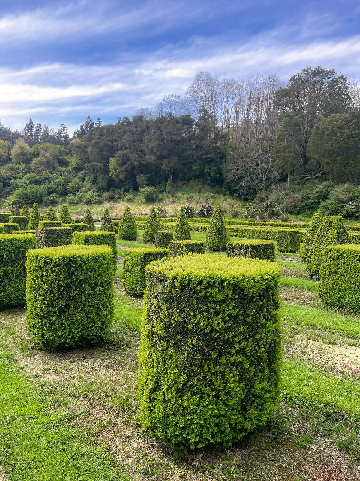 2 metre tall extra large Buxus sempervirens cylinder topiary – dense glossy dark green English box with perfectly clipped cylindrical shape