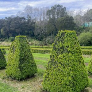2 metre tall extra large Buxus sempervirens flat top pyramid topiary – dense glossy dark green English box with perfectly clipped truncated pyramid shape