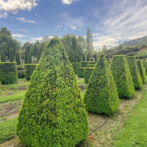 Extra large 2 meter tall Buxus sempervirens pyramid topiary – dense glossy dark green English box with perfectly clipped pyramidal shape for formal gardens