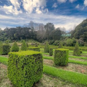 2 metre tall extra large Buxus sempervirens square topiary – dense glossy dark green English box with perfectly clipped square shape