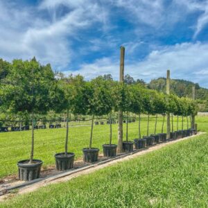 Large pleached Podocarpus gracilior – African Fern Pine with soft weeping green foliage trained on clear stems for instant privacy screening